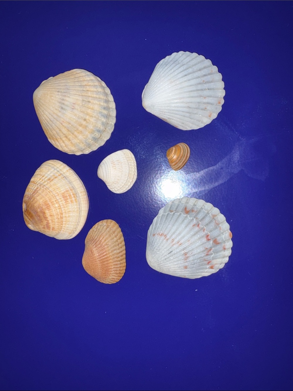 Natural Seashell Collection - White & Tan Shells